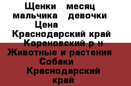 Щенки 1 месяц 2 мальчика 2 девочки › Цена ­ 1 000 - Краснодарский край, Кореновский р-н Животные и растения » Собаки   . Краснодарский край